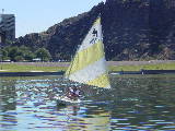 a dolphin on Tempe Town lake