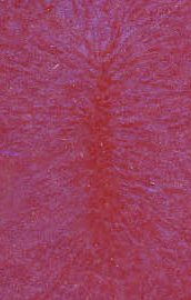 sample 41- red with blue highlight